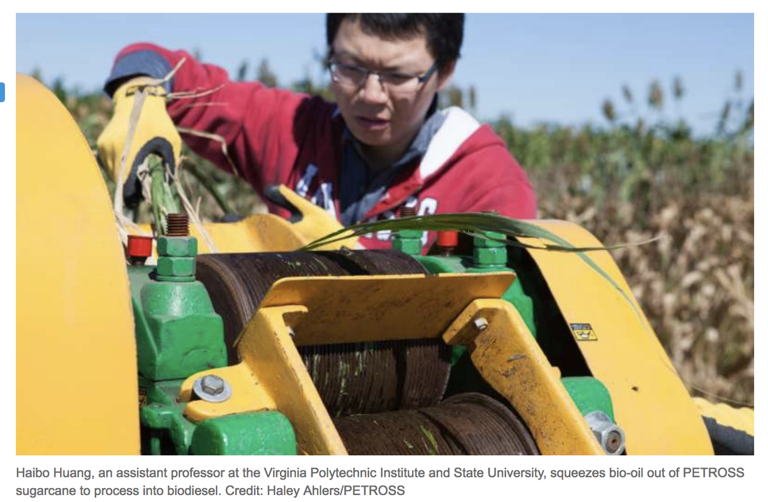 Sugarcane biofuel research