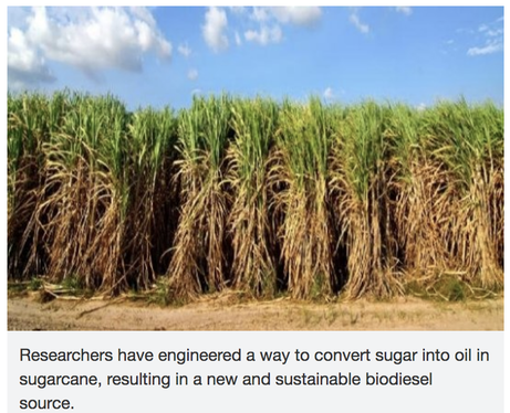 Sugarcane field research